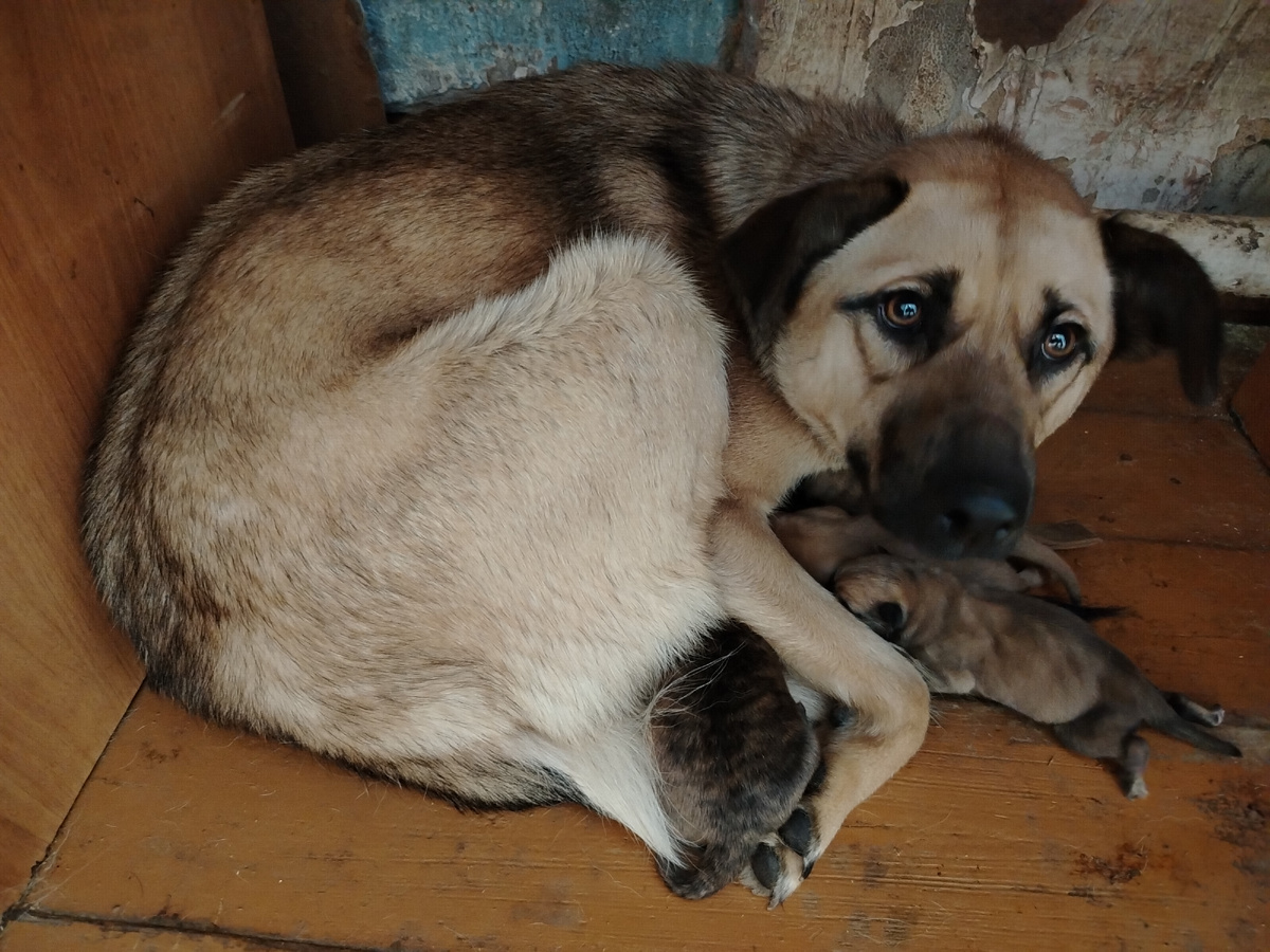 Лакомка с щенятами под столом. Понравилось ей это место. На другое не идёт. 