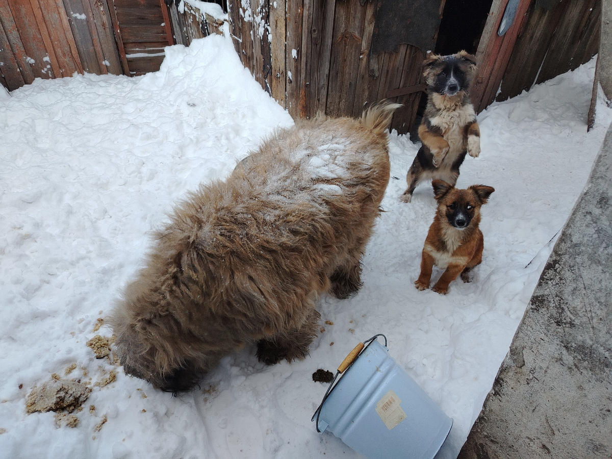 Стрелка (60 кг) и спасеныши-щенята (Фаня и Шаня) из сентября 2025. В ведре (12 л) была каша. 