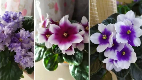 Вот такие они стали