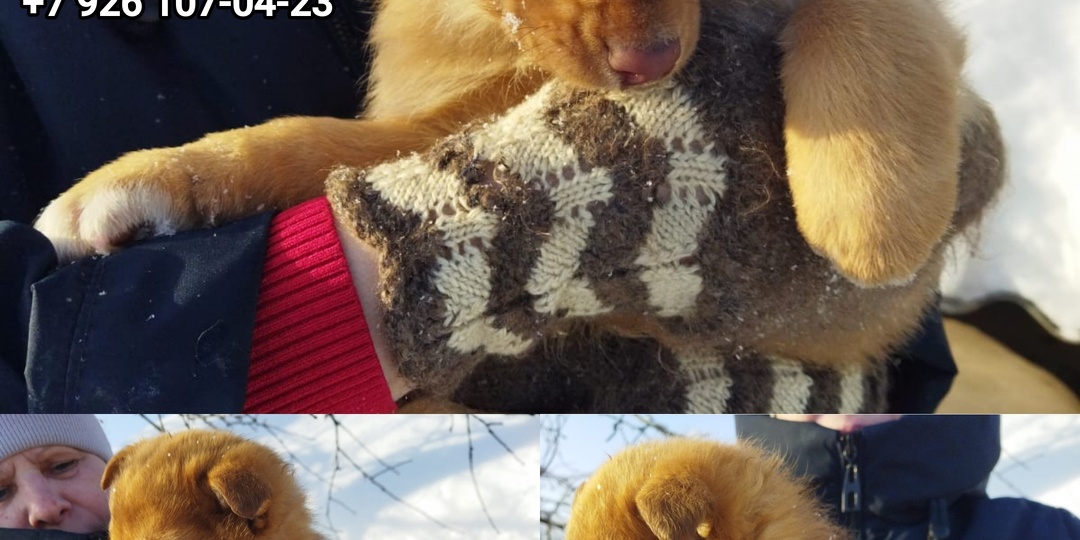 Помогите малышам найти дом!