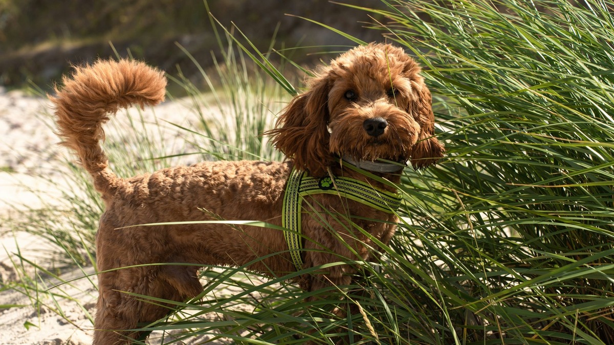    Так выглядит мальтипу