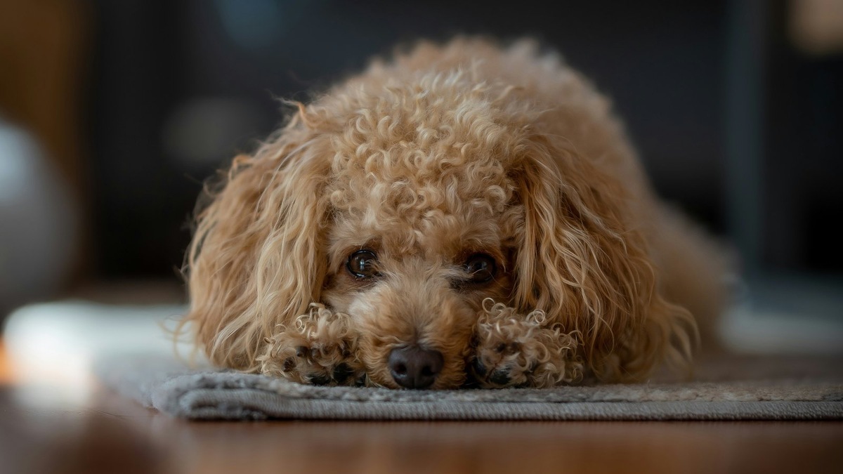   Мальтипу считаются очень популярными квартирными собаками по всему миру