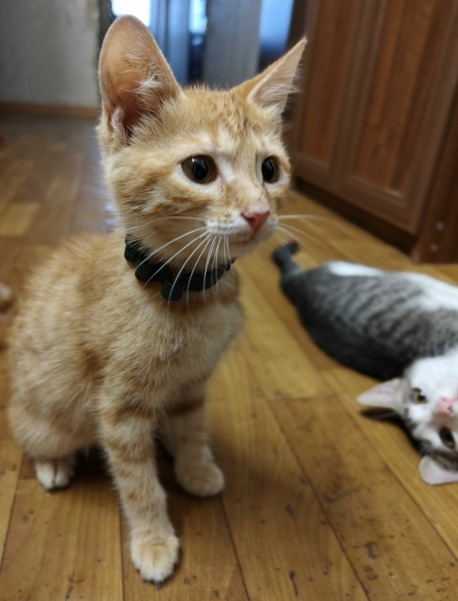 Меня только привезли из Дагестана в приют