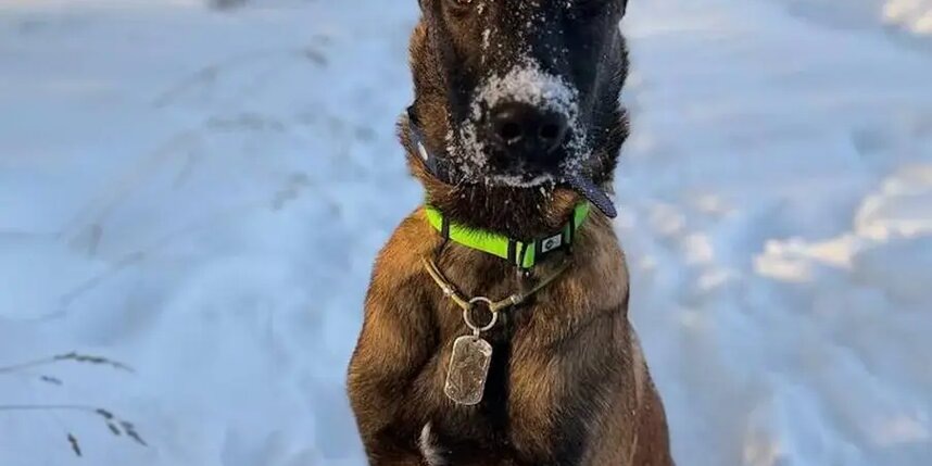    Кинг – совсем юный пёс, ему всего 7 месяцев.из личного архива