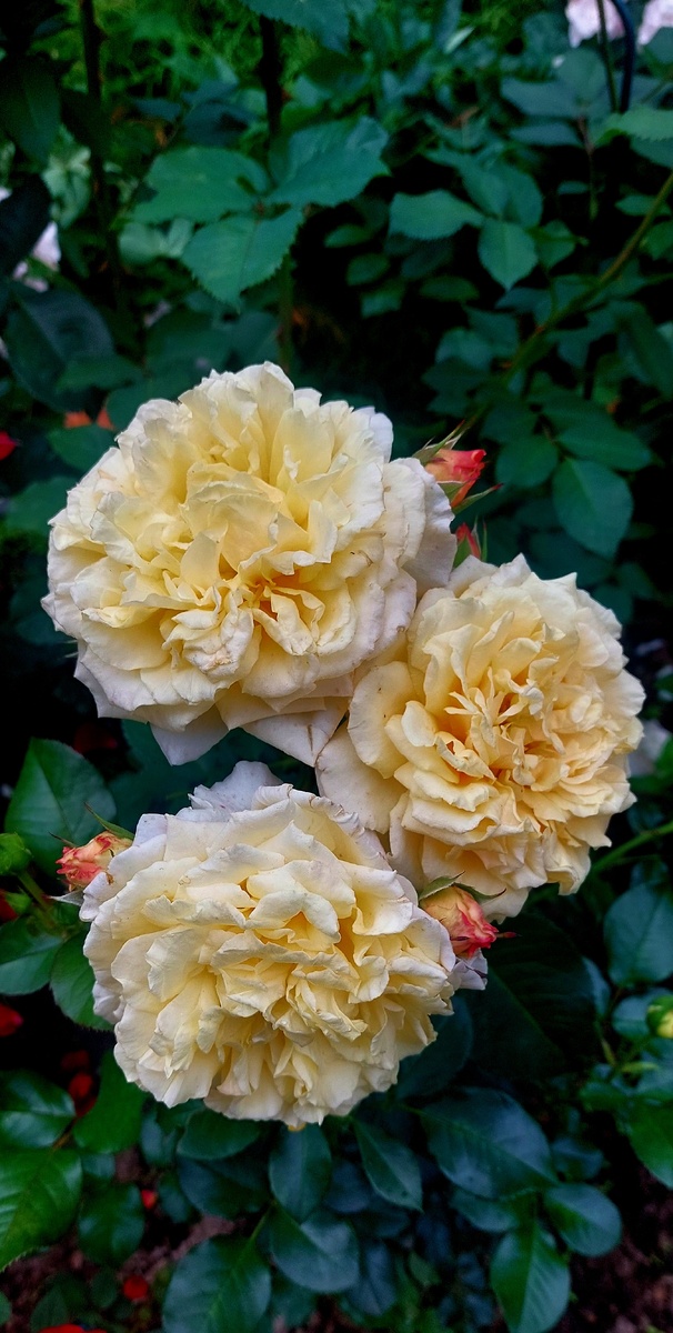 Карамелла. Шраб