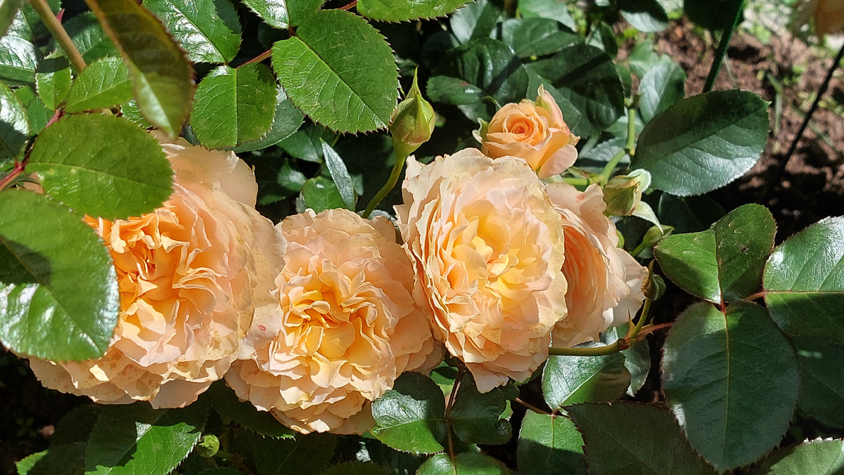 Маджори Маршал. Шраб