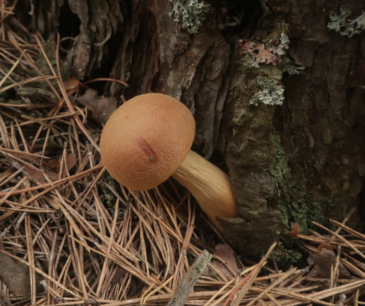 Вот он, сегодняшний фигурант (фото И.Лебединского)