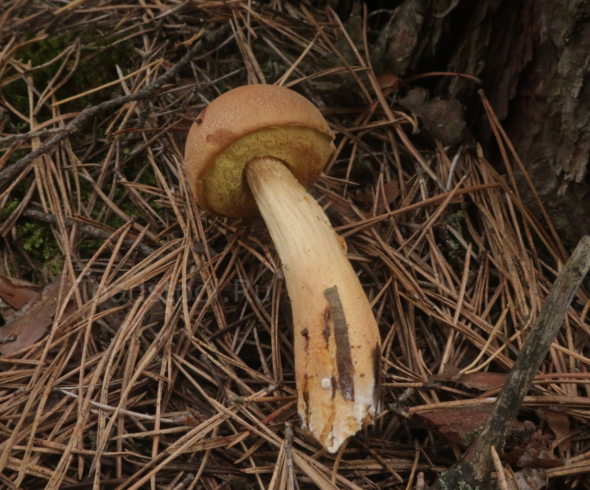 Уникальная конфигурация шляпки, да? (фото И.Лебединского)