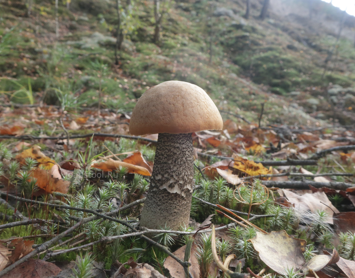 Попадались и конвенционные гриб - но совсем мало... (фото И.Лебединского)