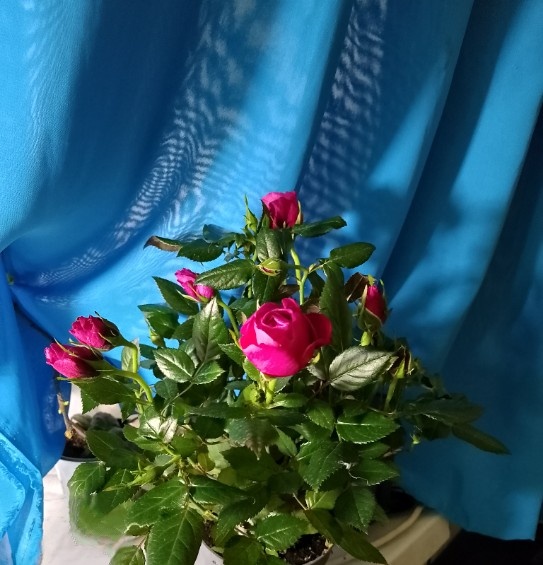 Красотка, правда? Миленькая