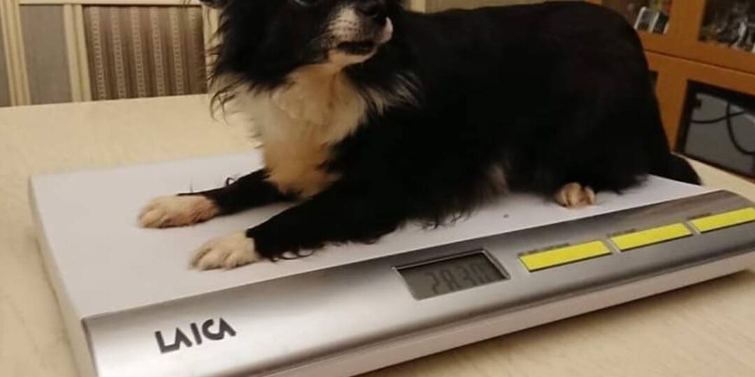 Нам очень нужны весы ⚖️