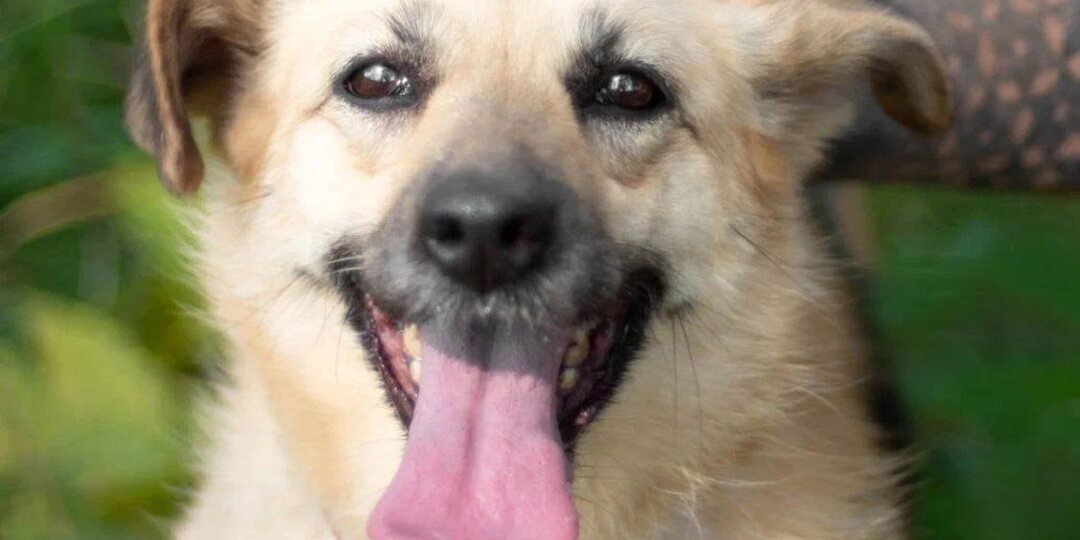 Баффи. Мелкашка мерзнет в приюте