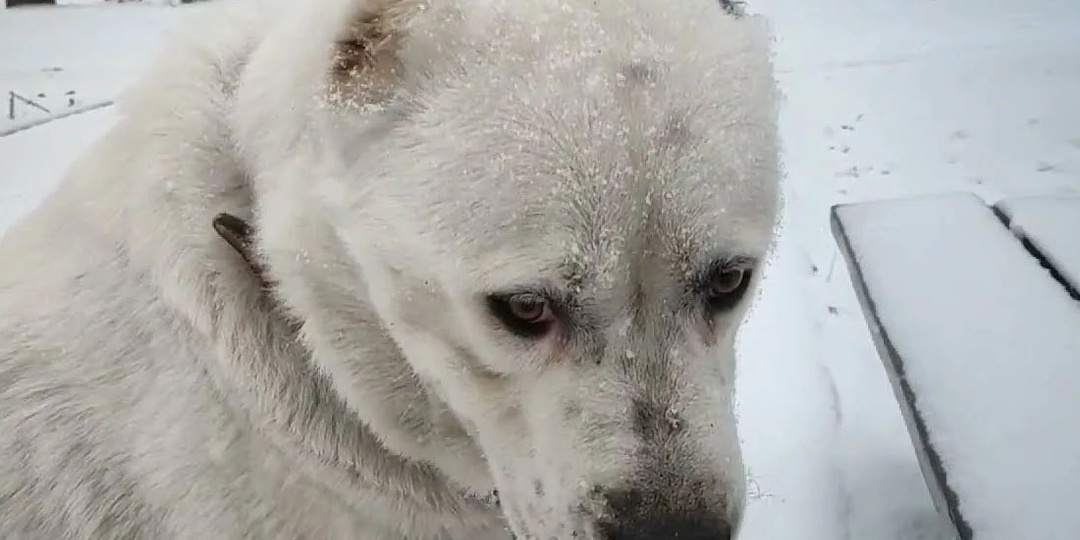 Волкодав – одно название. Почему ни один алабай не защитит хозяина от волков в средней полосе и на севере РФ. И кавказская овчарка тоже