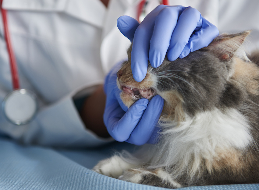 Профилактика заболеваний полости рта у кошек