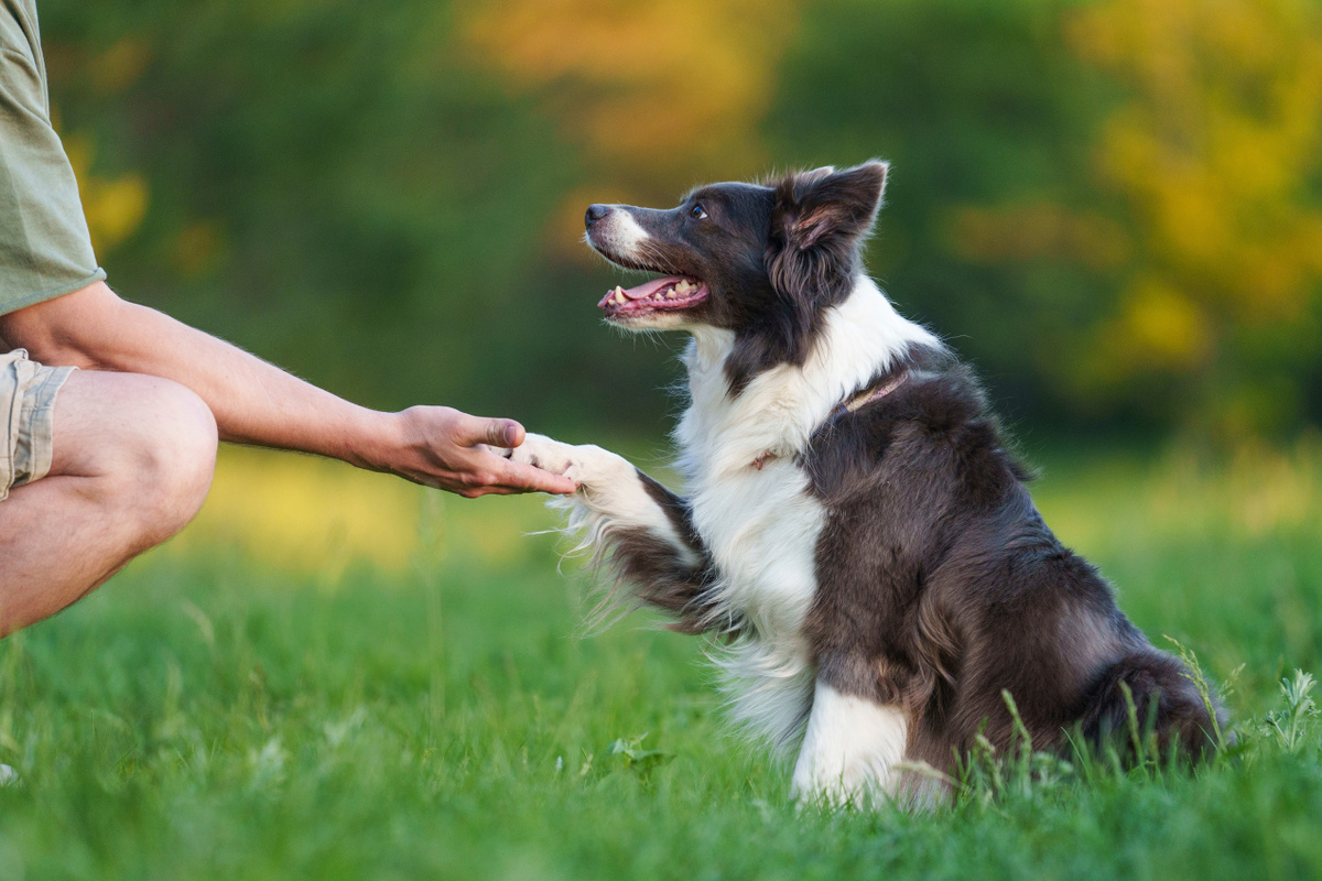 картинка их открытых источников