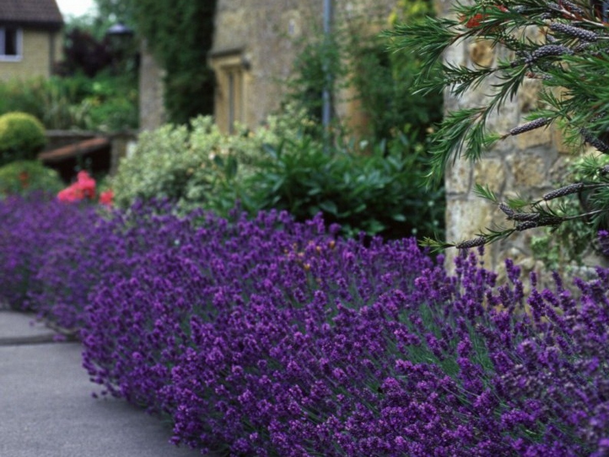 Лаванда (Lavandula angustifolia)