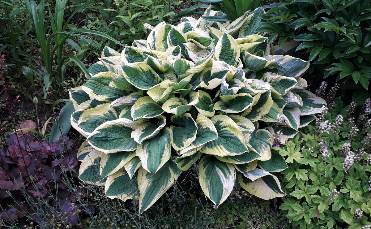 Хоста Wide Brim. 2019 год. Июнь.