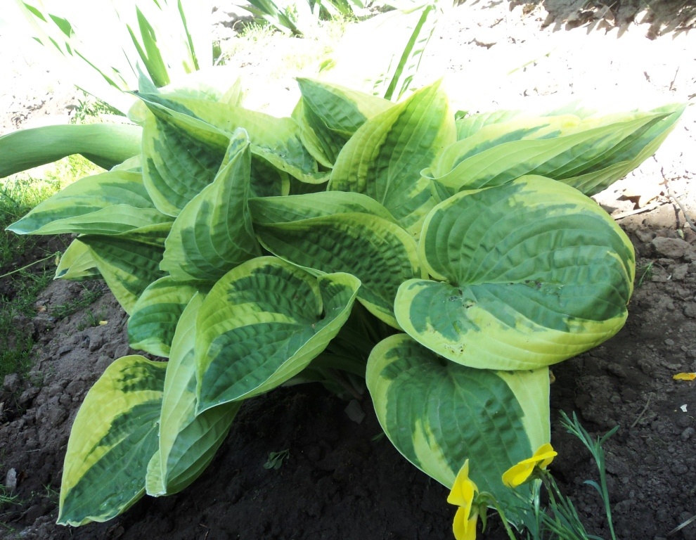 2013 год. Wide Brim бодро набирает рост и вес.