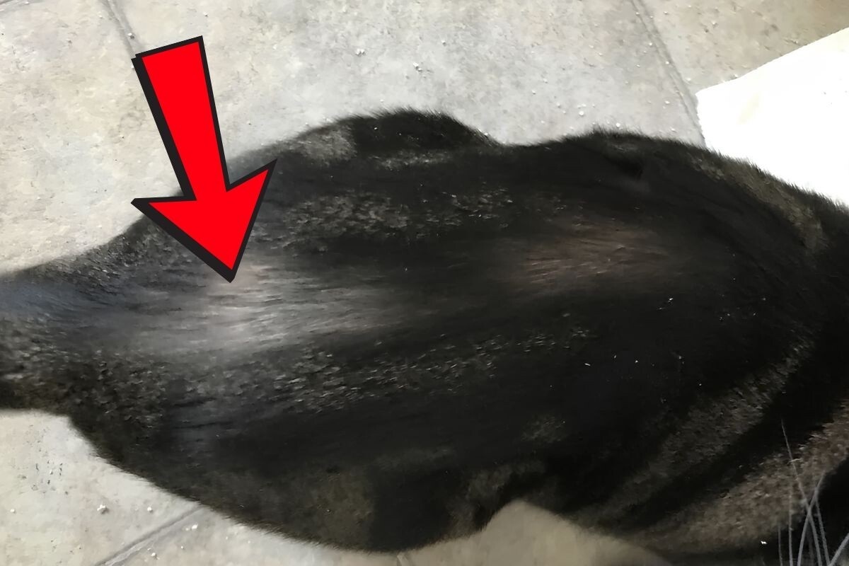 Фото с сайта: https://dzen.ru/a/Z87ZzvOdDzOAEE3u