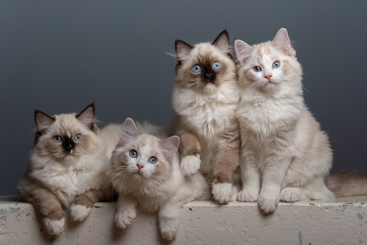 Фото с сайта: https://www.yahoo.com/lifestyle/mama-ragdoll-cat-meows-pure-150000062.html