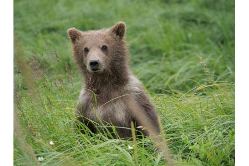     ИИ научился узнавать бурых медведей по фото на Аляске