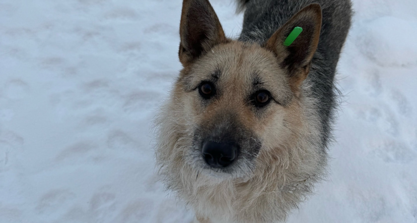    Фото: Чаллы РФ