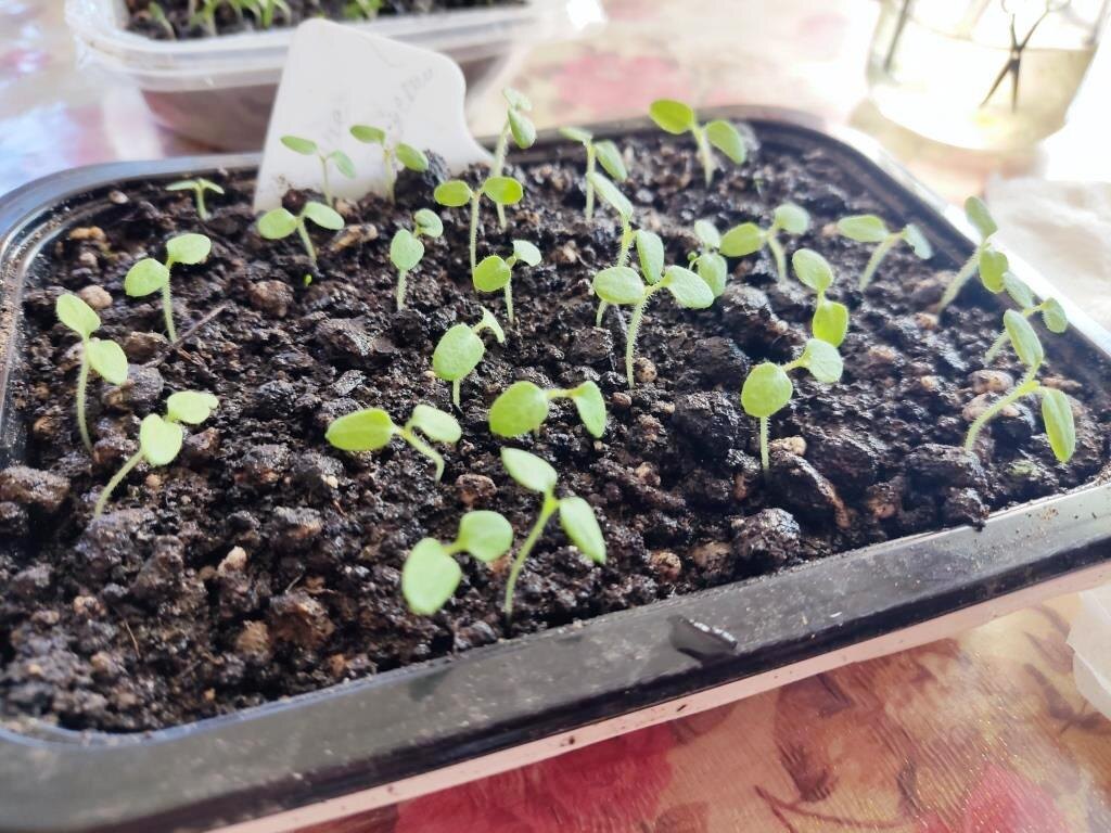 На фото: физалис нужно сеять пораньше - вместе с перцем