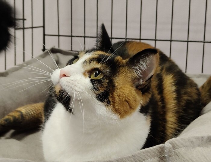 Больше года в клетке. Трехцветная кошечка Шпунька заждалась вас