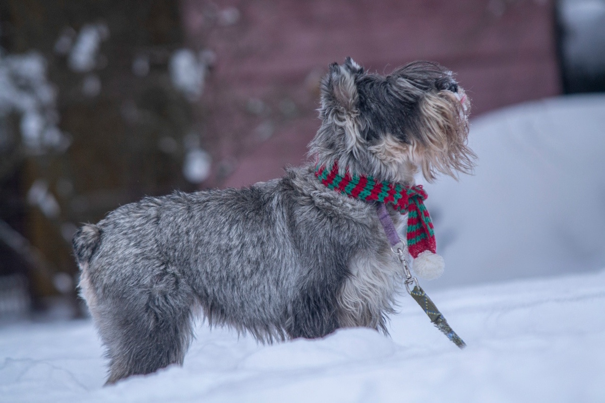 Миттель Джессика - гулять хочу!
