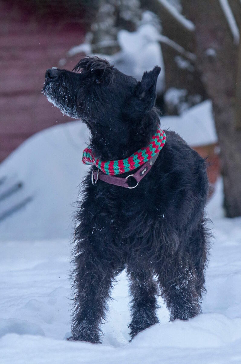 Ризеншнауцер Бадди, приехал из Донецка