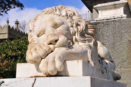 сПЯЩИЙ ЛЕВ. ФОТО С ЯНДЕКС