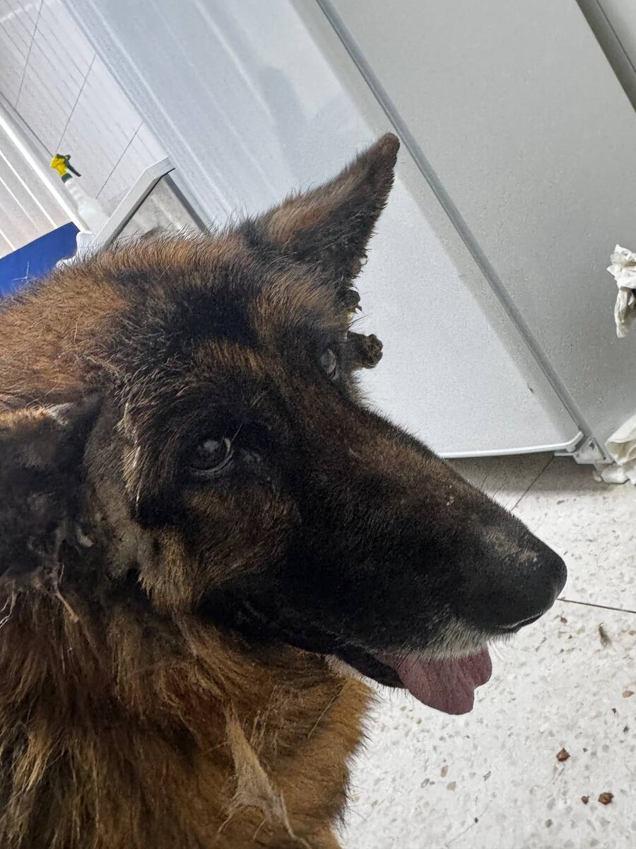 На ушках сосульки из гн#я....😥