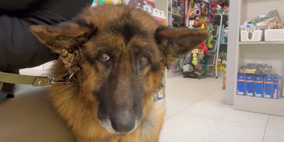 Из одного ада в другой. 10-ти летнего, больного Немца хозяин выставил на мороз. Приют сделал то же самое