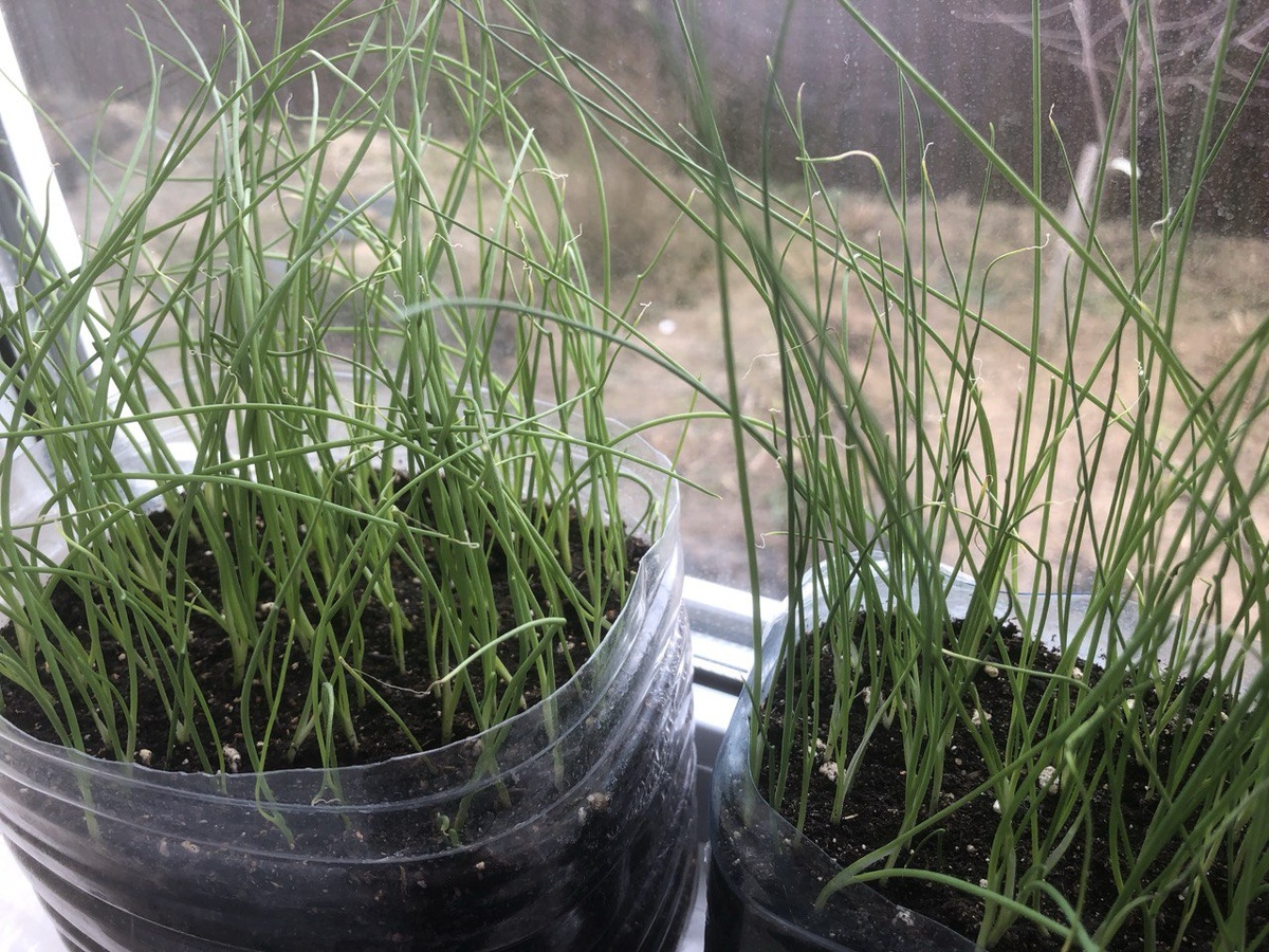 28 марта слева Эксибишен, справа порей