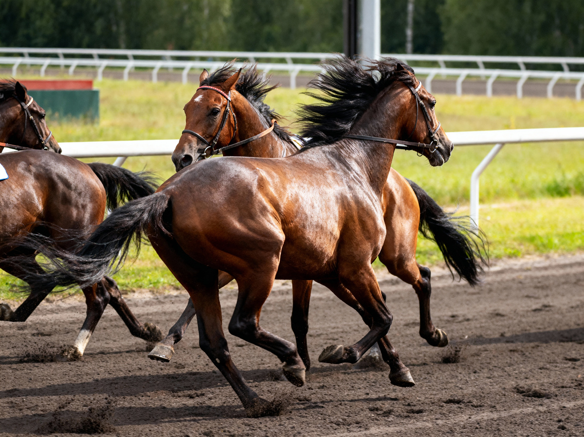 Кони. Энергичные и динамичные. Все, как любят писать в вакансиях компании