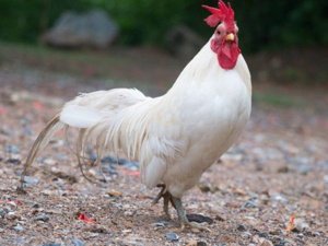 Это Леггорн