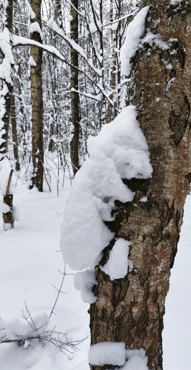 Холодно даже снежному "медведю" на стволе дерева в моём лесу. Вон как съёжился.
