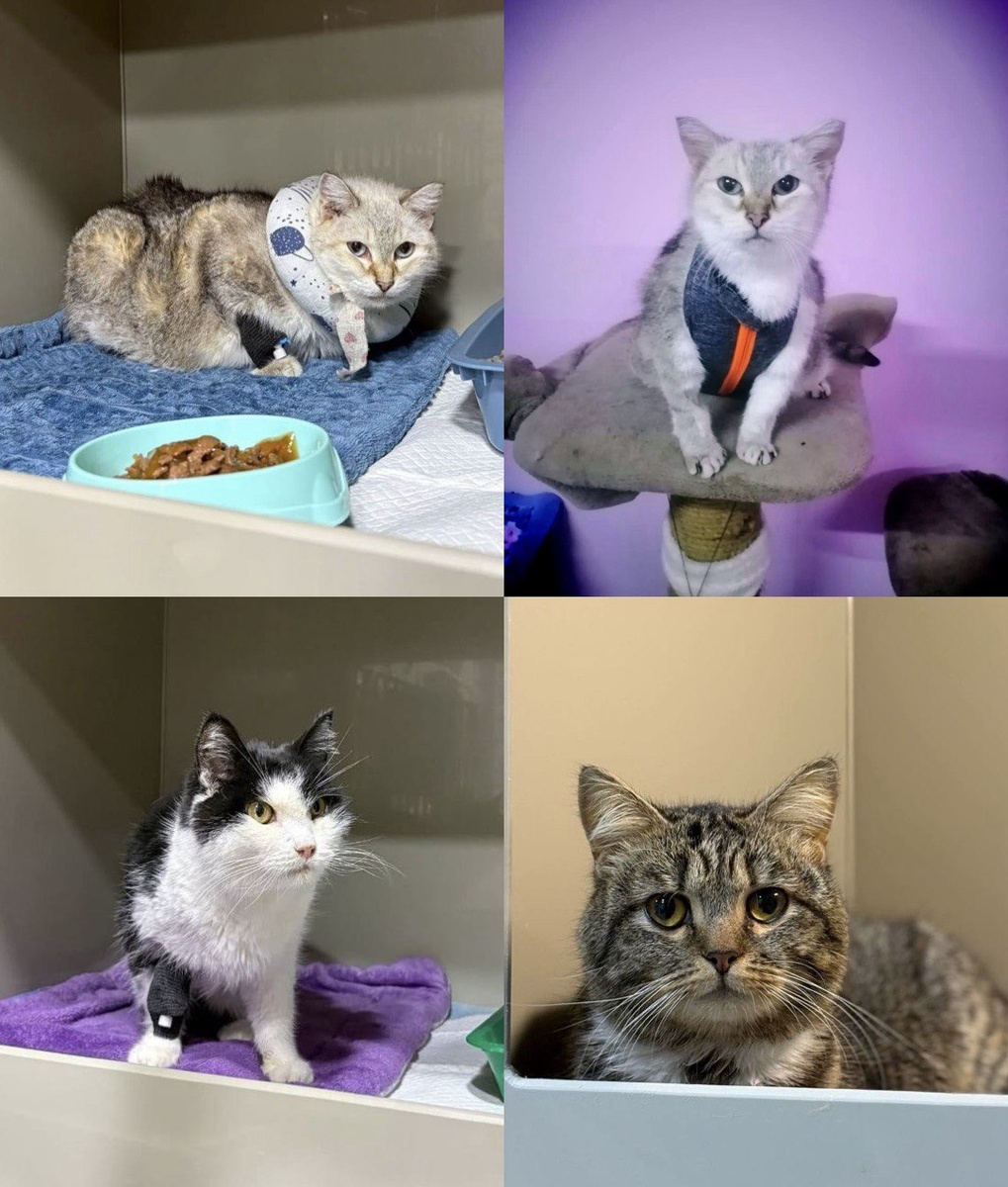 Подопечные приюта "Шанс на Десятую жизнь"