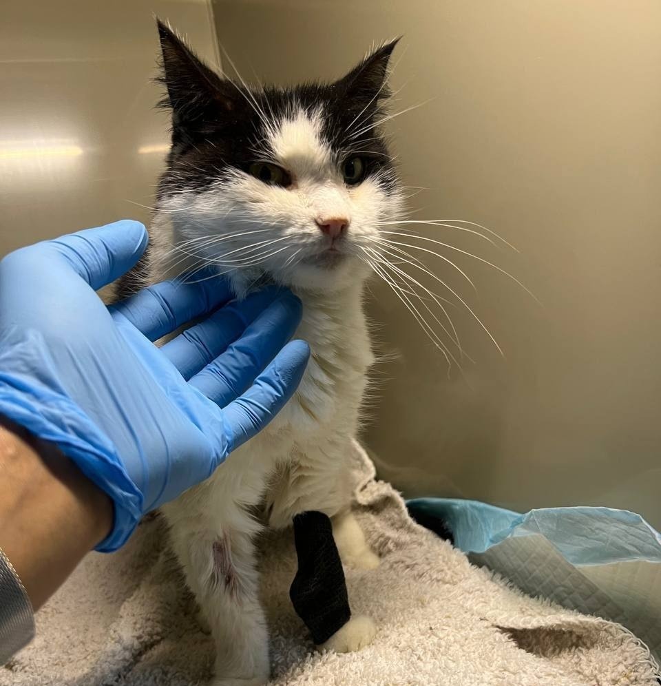 Пелантий на лечении в клинике "Дарвин"