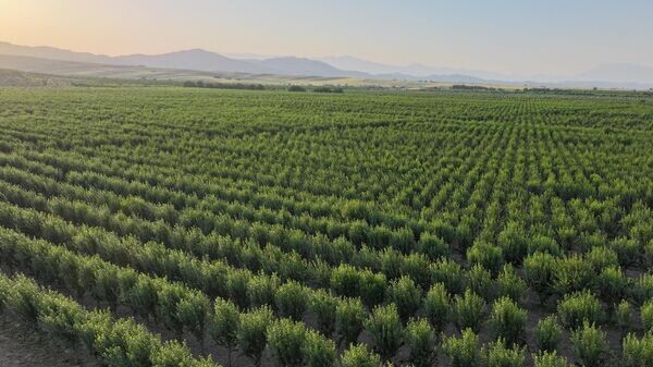    © Foto / Пресс-служба президента Таджикистана