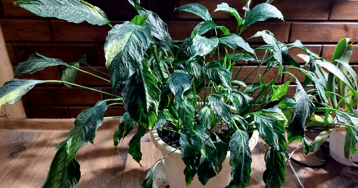 Это другой спатифиллум. Пикассо.