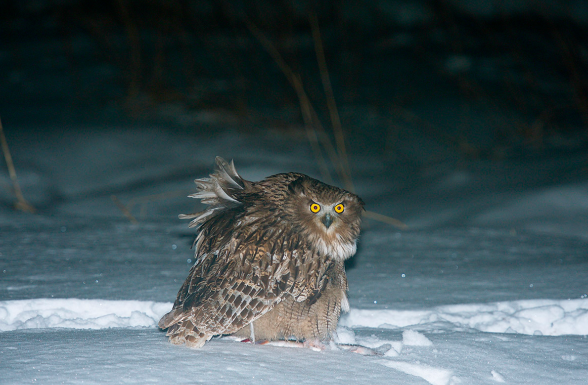 Ты не рыба. Прочь с моей стоянки! 