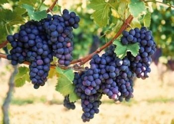 Фиолетовый ранний