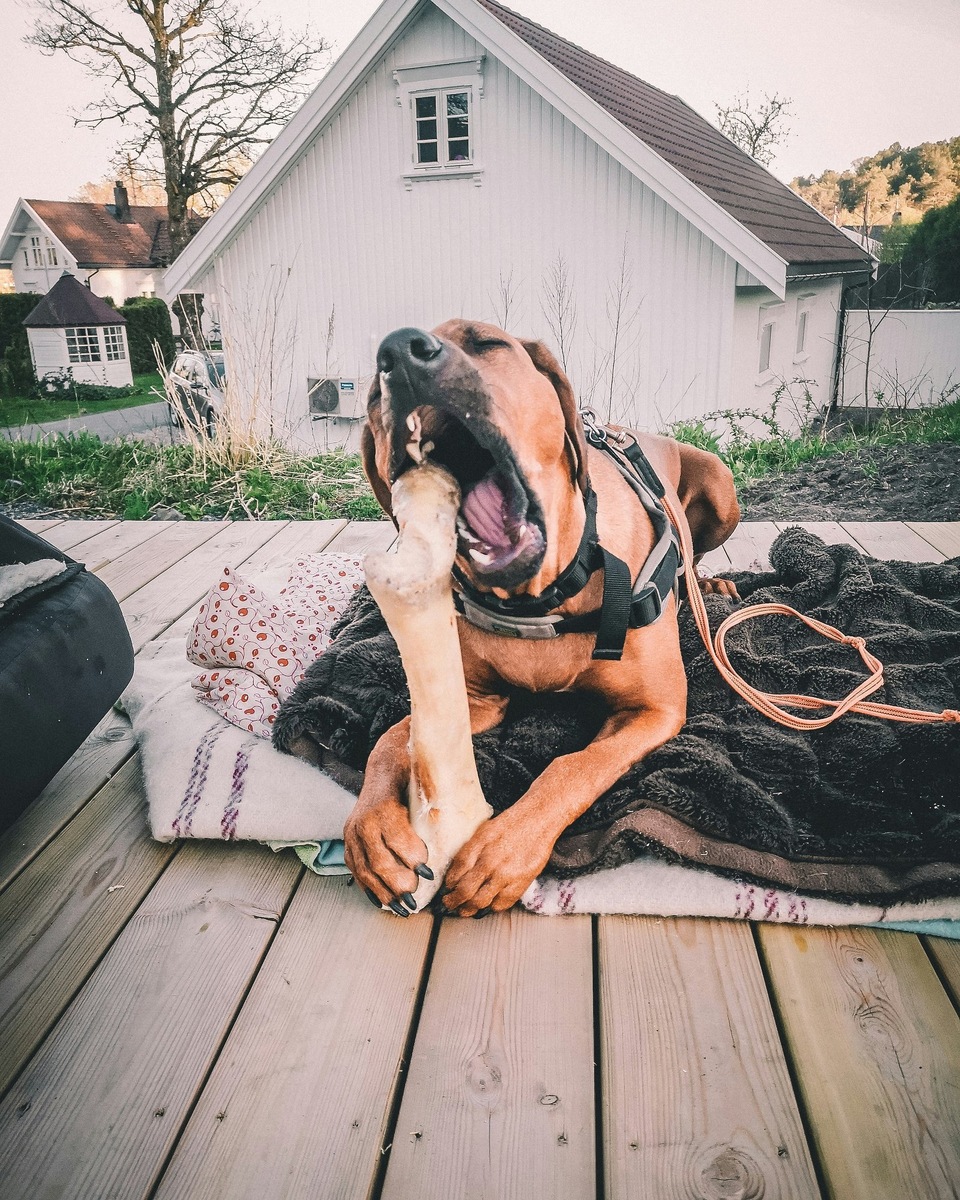    Собакам можно только сырые губчатые говяжьи кости