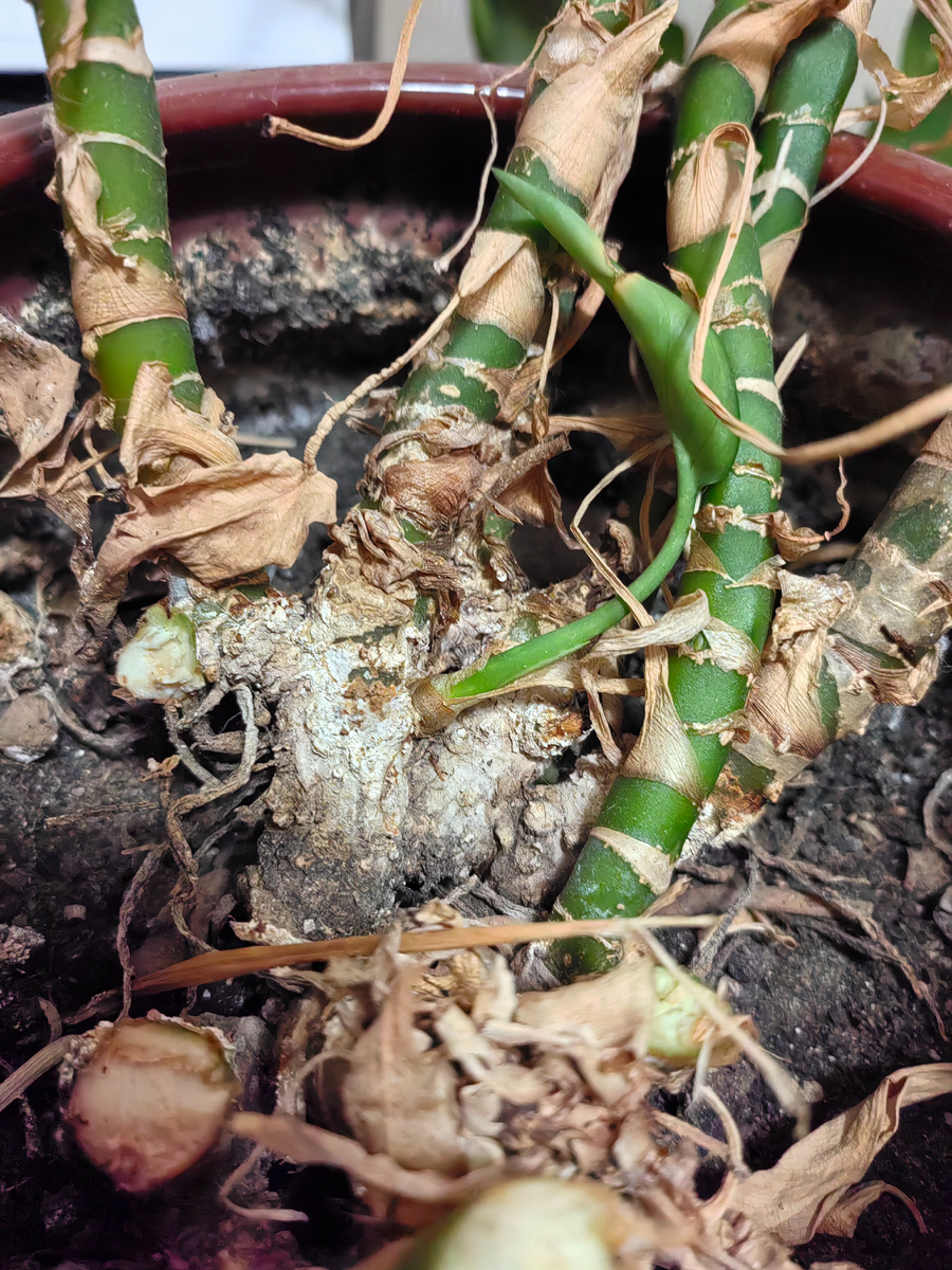 Вот в таком виде ко мне попала аглаонема Мария