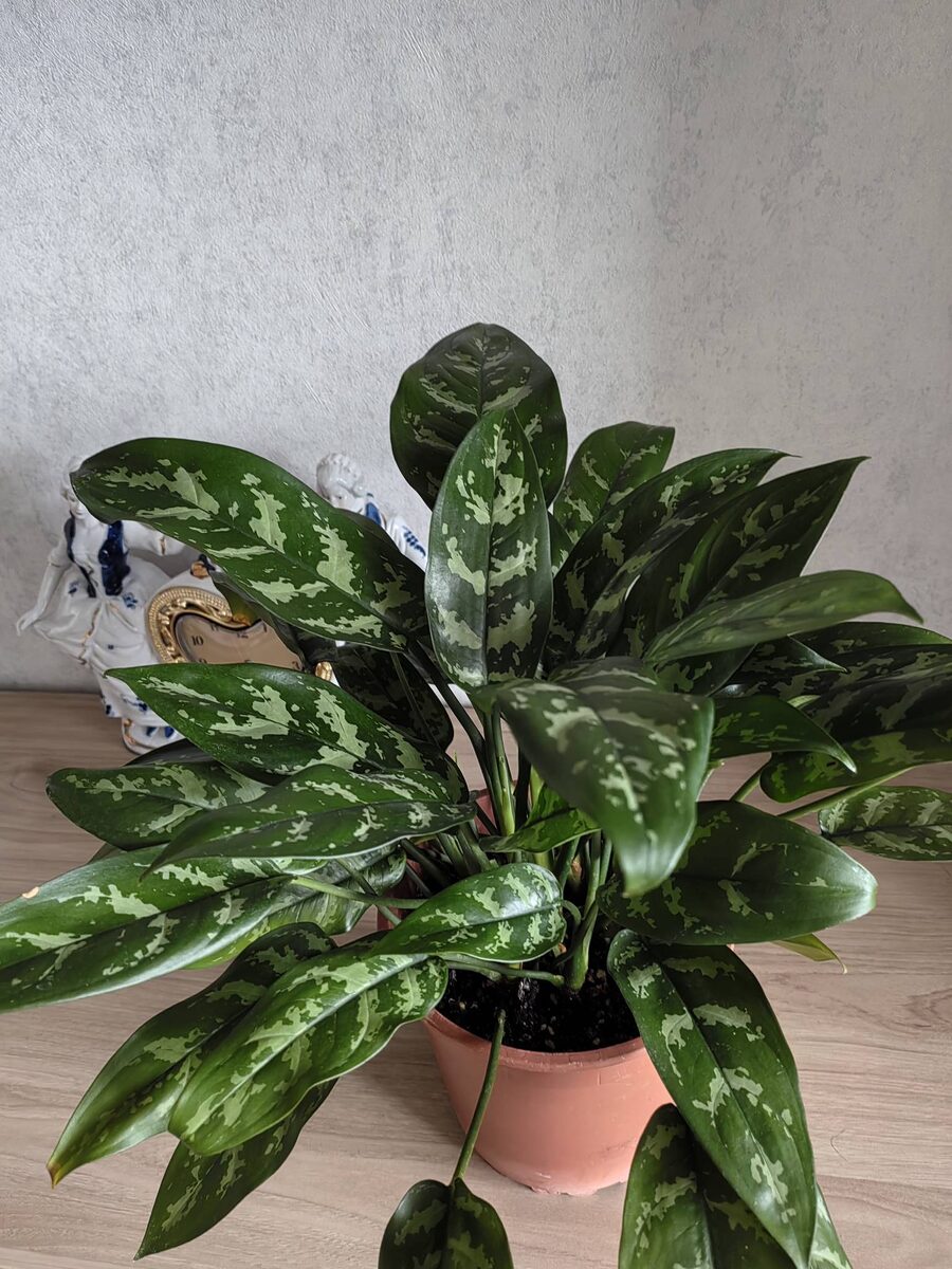 Аглаонема Мария