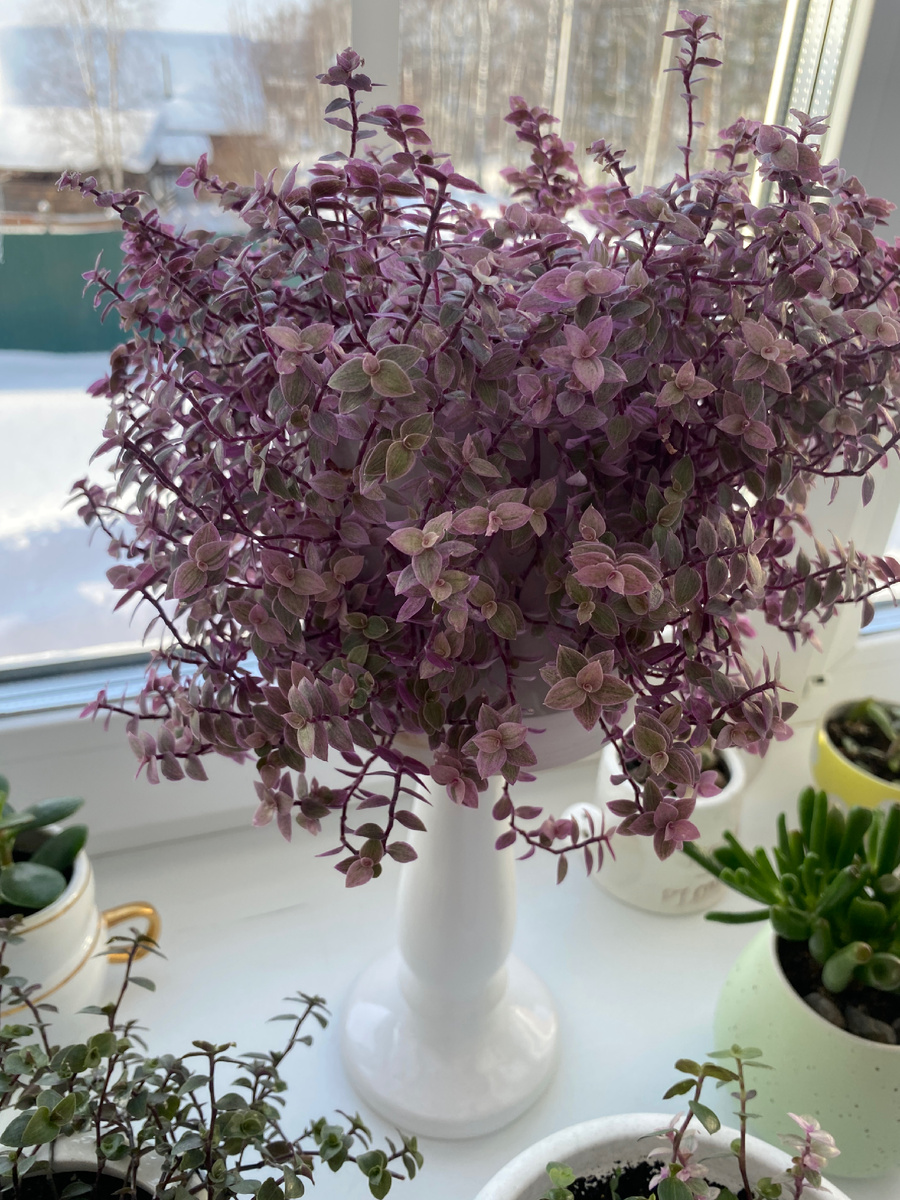 Красавица коллизия