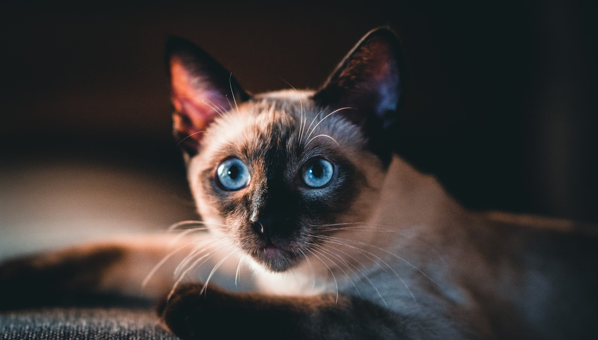     Felix Mittermeier/Unsplash