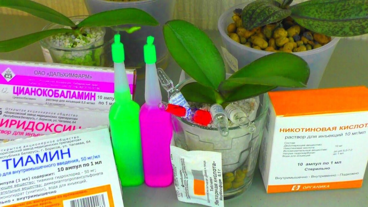 Поверьте, эти витамины подействуют на орхидеи даже лучше, чем дорогие удобрения