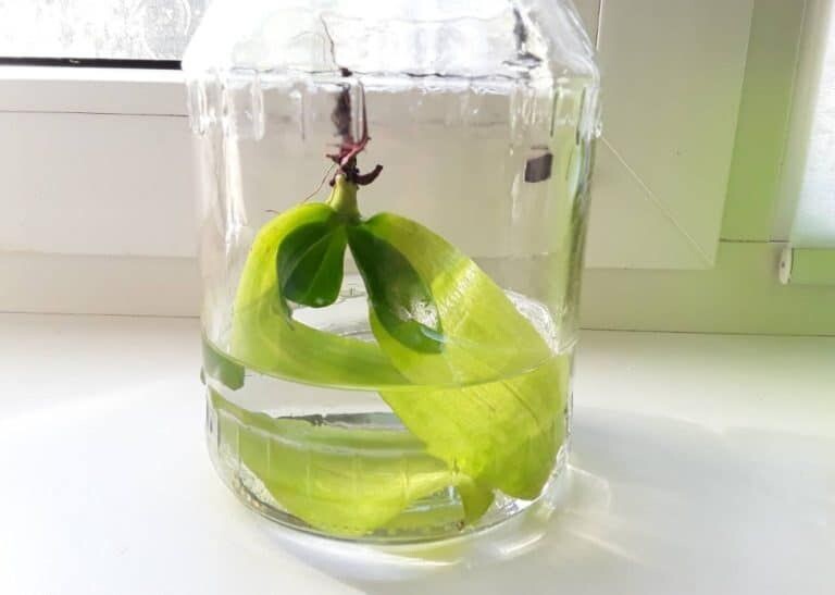 Можно обойтись опрыскиванием, но "вымачивание" листьев в витаминах даст более быстрый эффект